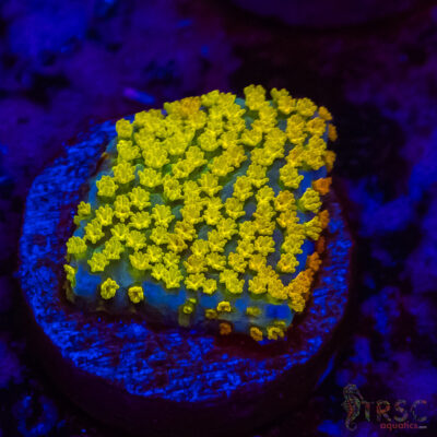 Rainbow Montipora A08