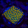 Rainbow Montipora A09