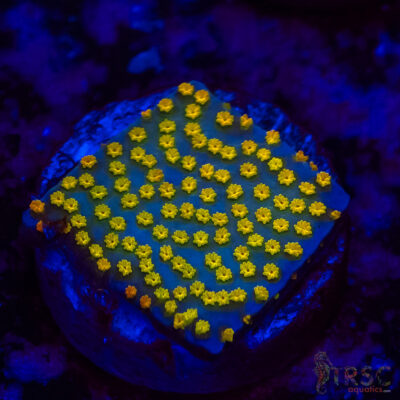 Rainbow Montipora A09
