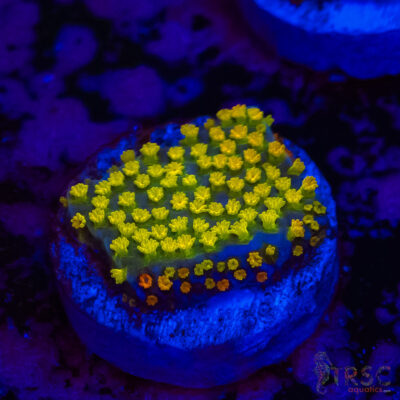 Rainbow Montipora A10