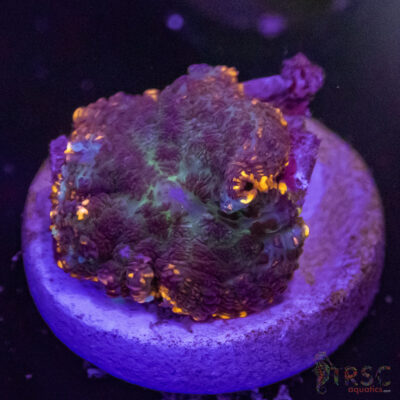 Lava Ring Shroom A01