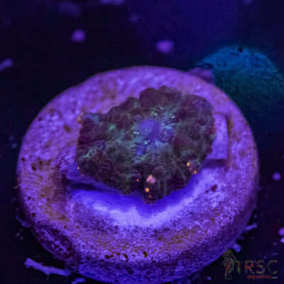 Lava Ring Shroom A02