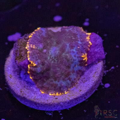 Lava Ring Shroom A03