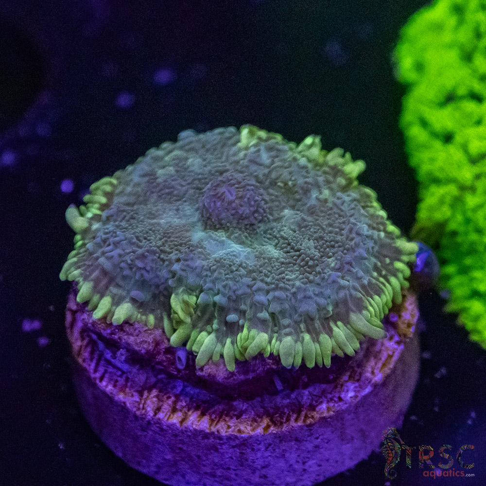 Green Frank A05 3 Green Frank A05