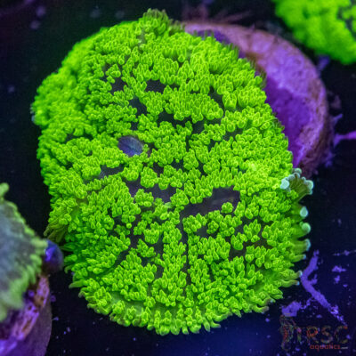 Green Fuzzy Mushroom A06