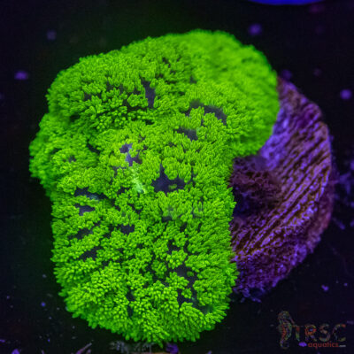 Green Fuzzy Mushroom A07