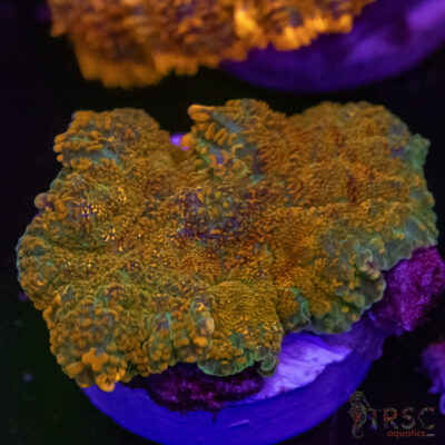 Rainbow Citrus Mushroom A08