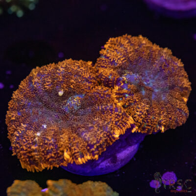 Superman Mushroom A09