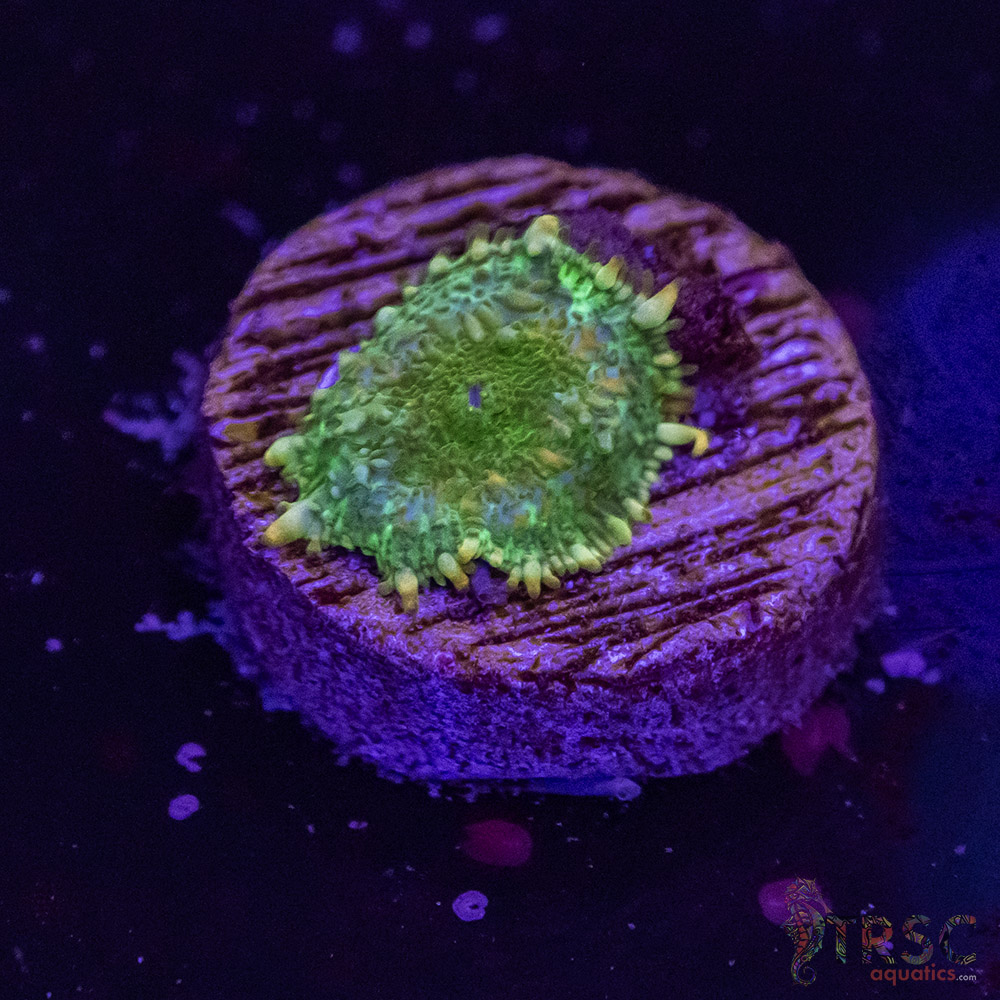 Assorted Shroom B02 - Image 1