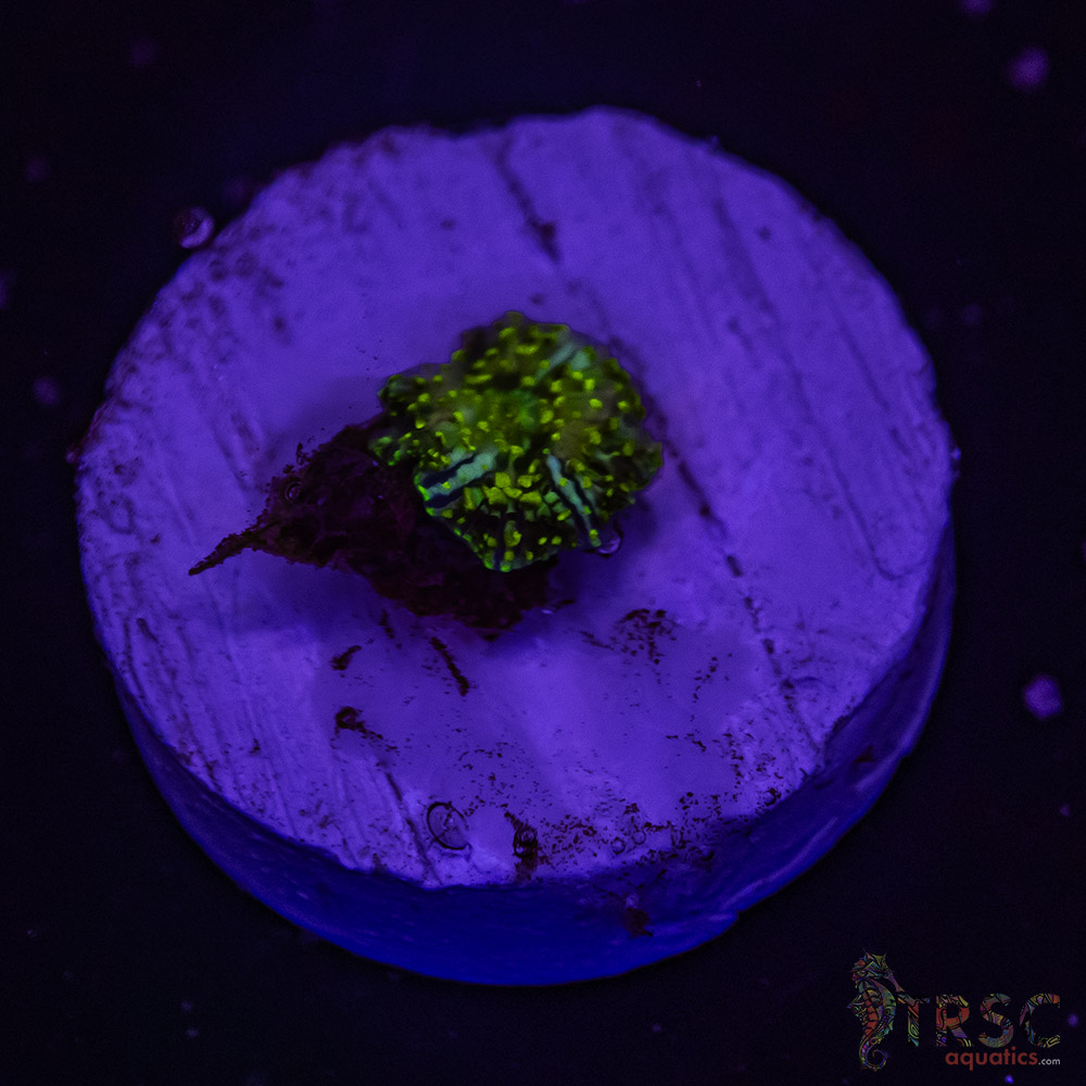 Assorted Shroom B05 - Image 1