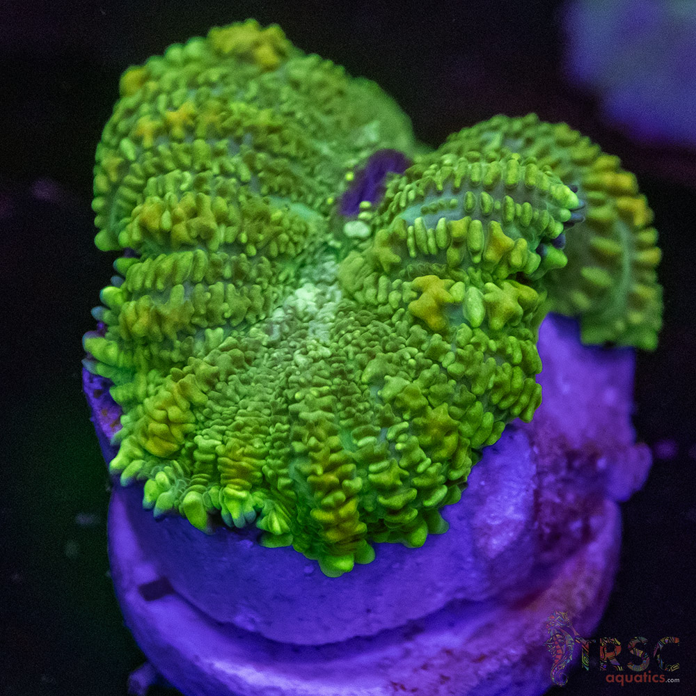 Assorted Shroom B09 3 Assorted Shroom B09