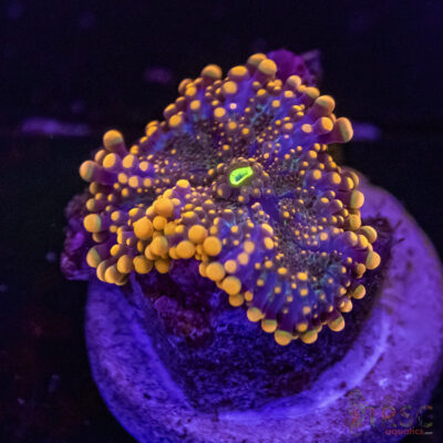 King King Bounce Yuma C02