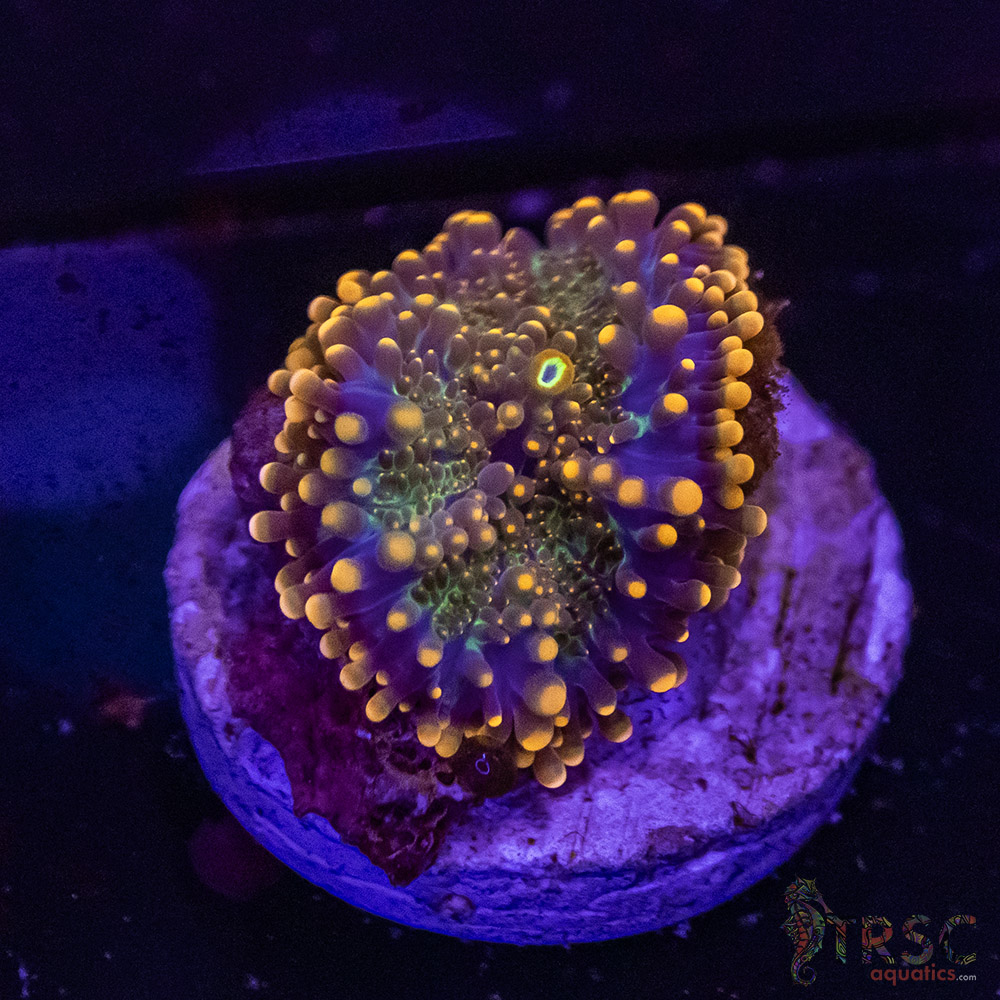 King King Bounce Yuma C03 - Image 1