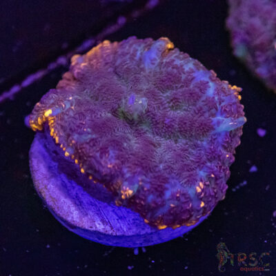 Lava Ring Mushroom C04