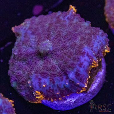 Lava Ring Mushroom C05