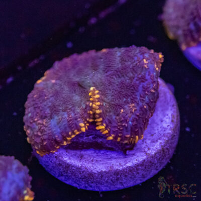 Lava Ring Mushroom C06