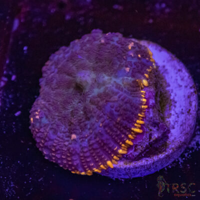 Lava Ring Mushroom C09