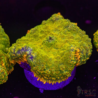 OG Tequila Sunrise Mushroom D02