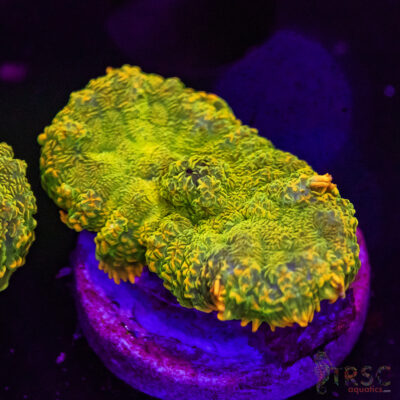 OG Tequila Sunrise Mushroom D03