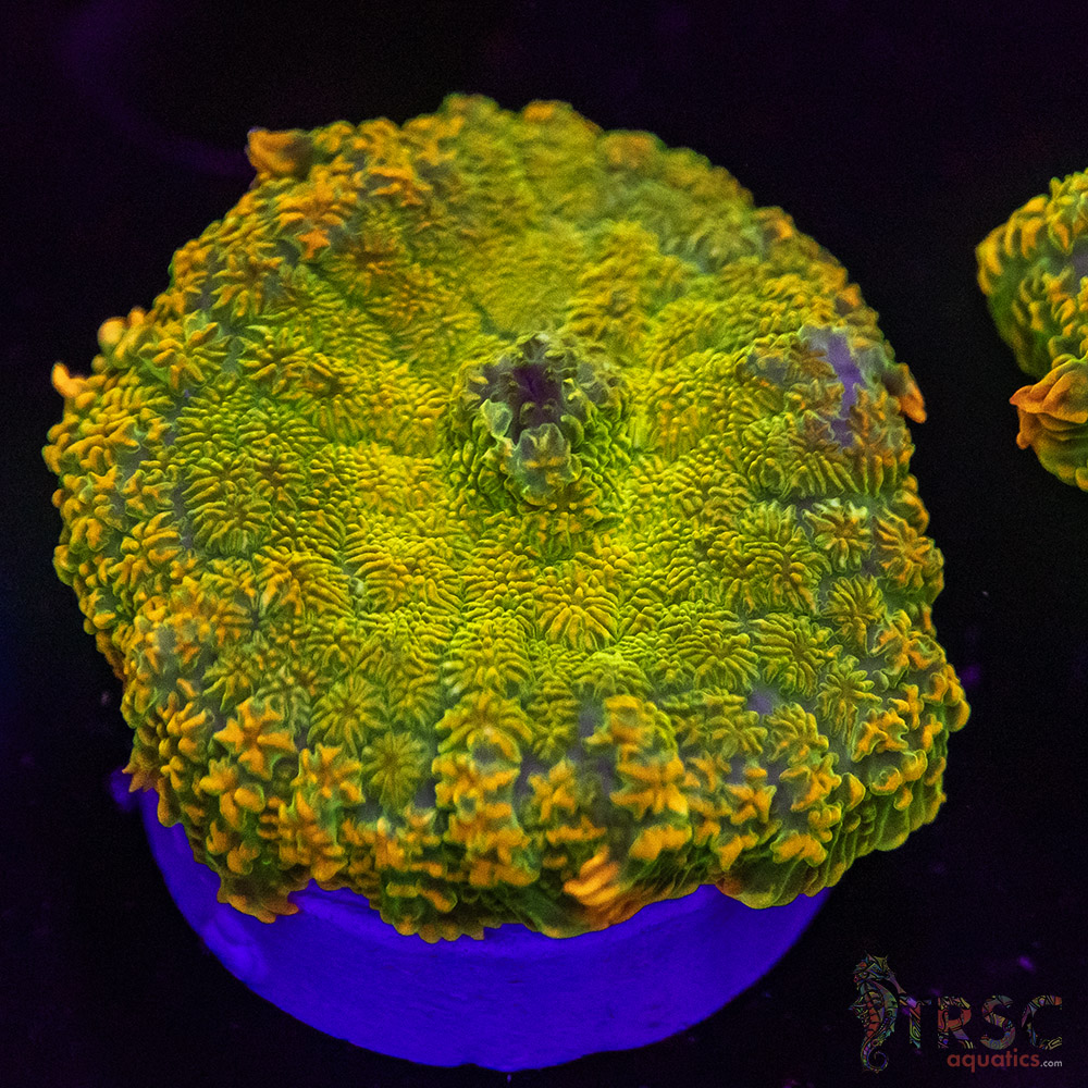 OG Tequila Sunrise Mushroom D04 3 OG Tequila Sunrise Mushroom D04