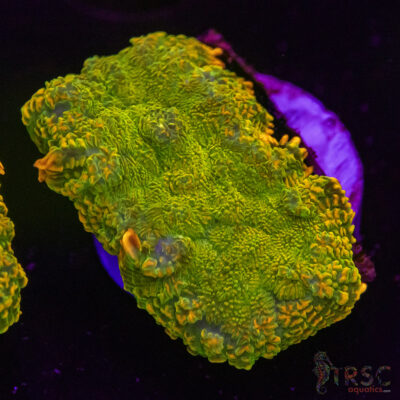 OG Tequila Sunrise Mushroom D05