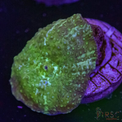 Assorted Mushroom D06