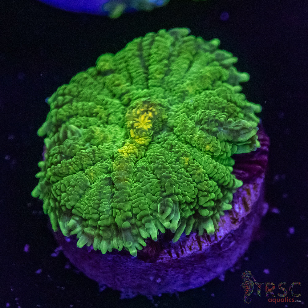 Assorted Mushroom D07 - Image 1