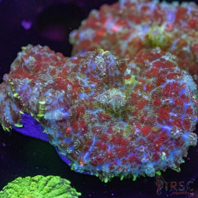 Mardigras Mushroom D08