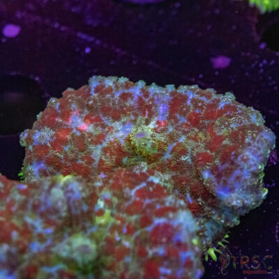 Mardigras Mushroom D09