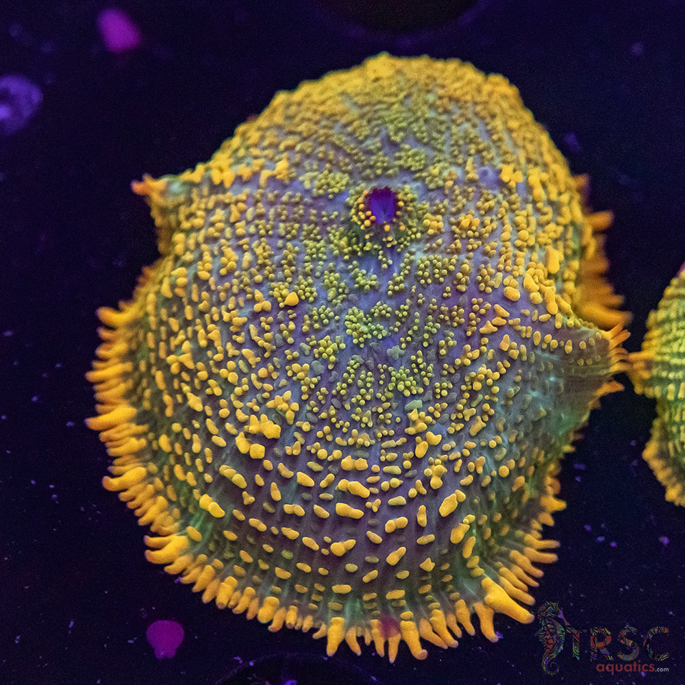 Maui Wowie Mushroom E01 3 Maui Wowie Mushroom E01