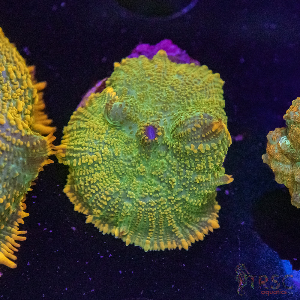 Maui Wowie Mushroom E02 3 Maui Wowie Mushroom E02