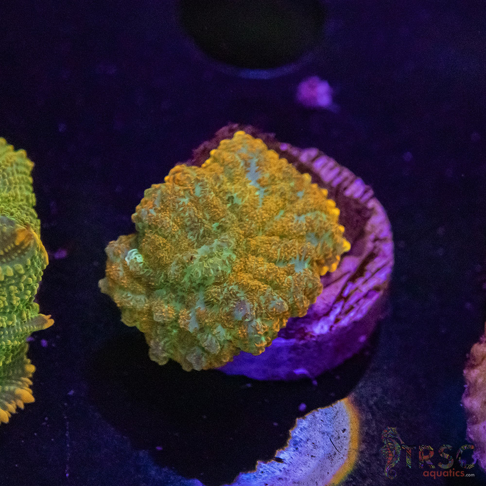 Rainbow Citrus Mushroom E03 - Image 1