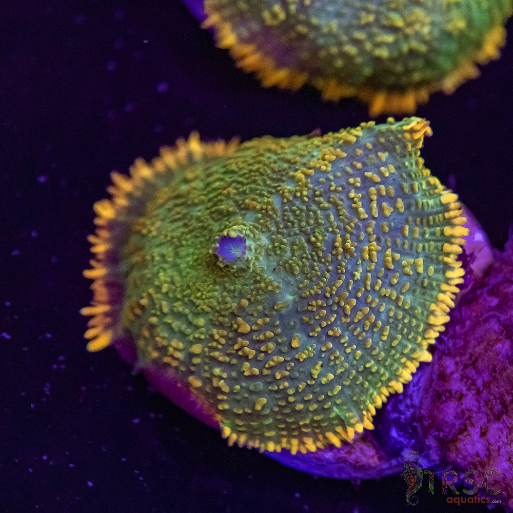 Maui Wowie Mushroom E04 3 Maui Wowie Mushroom E04