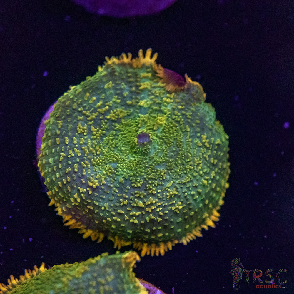 Maui Wowie Mushroom E05 - Image 1