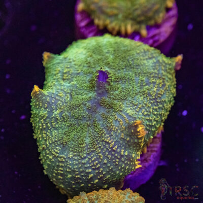 Maui Wowie Mushroom E07