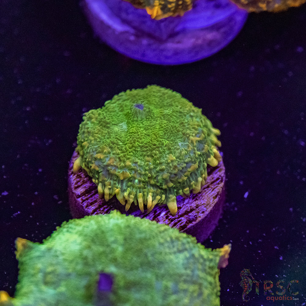 Maui Wowie Mushroom E08 3 Maui Wowie Mushroom E08