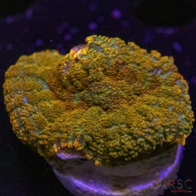Rainbow Citrus Mushroom E09