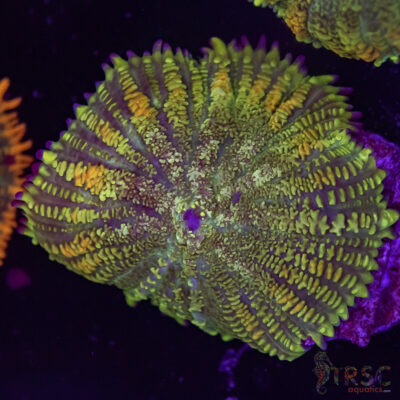 Maui Wowie Mushroom F01