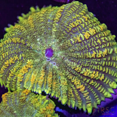 Maui Wowie Mushroom F03