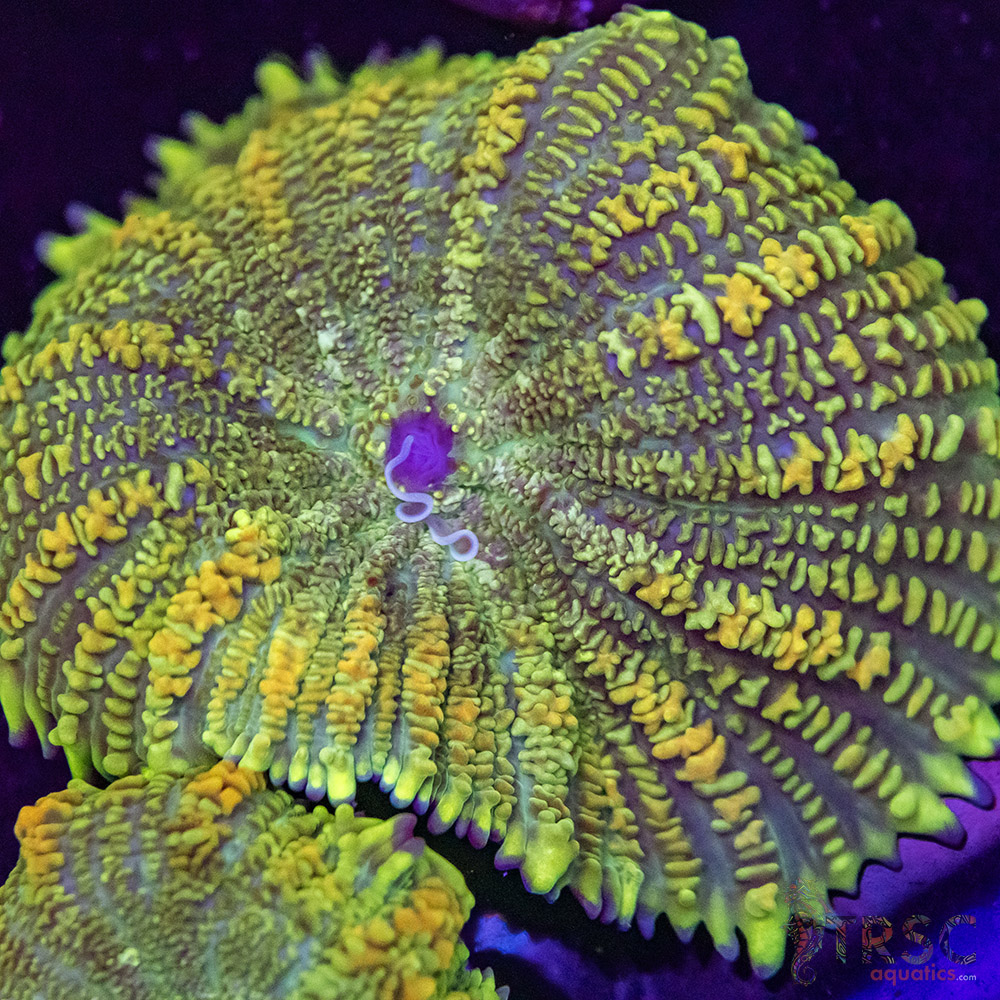 Maui Wowie Mushroom F03 3 Maui Wowie Mushroom F03