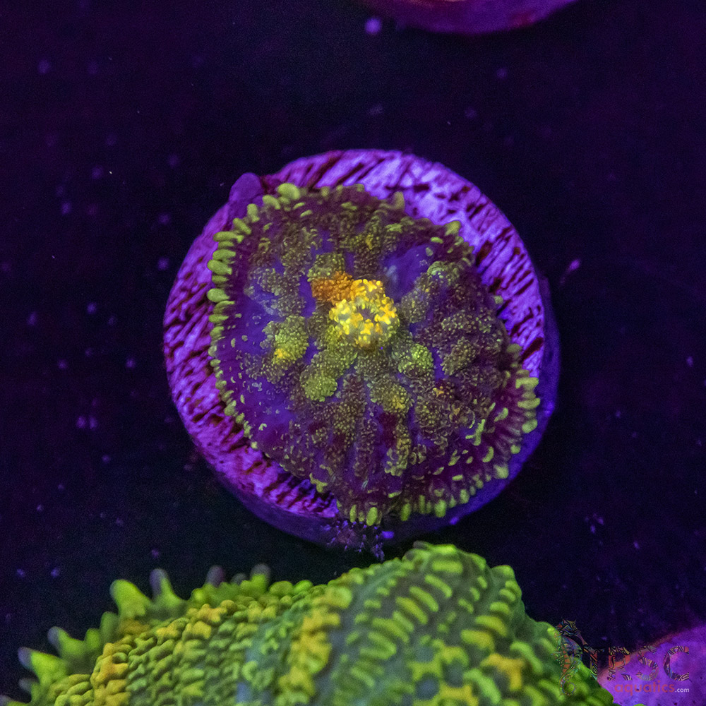 Assorted Mushroom F04 - Image 1