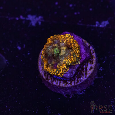 Assorted Mushroom F09