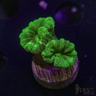 Kryptonite Trumpet Coral Z02