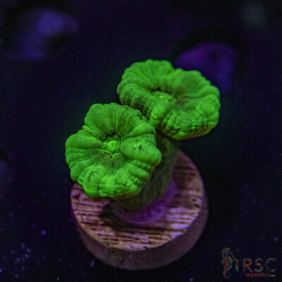 Kryptonite Trumpet Coral Z03