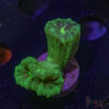Kryptonite Trumpet Coral Z04