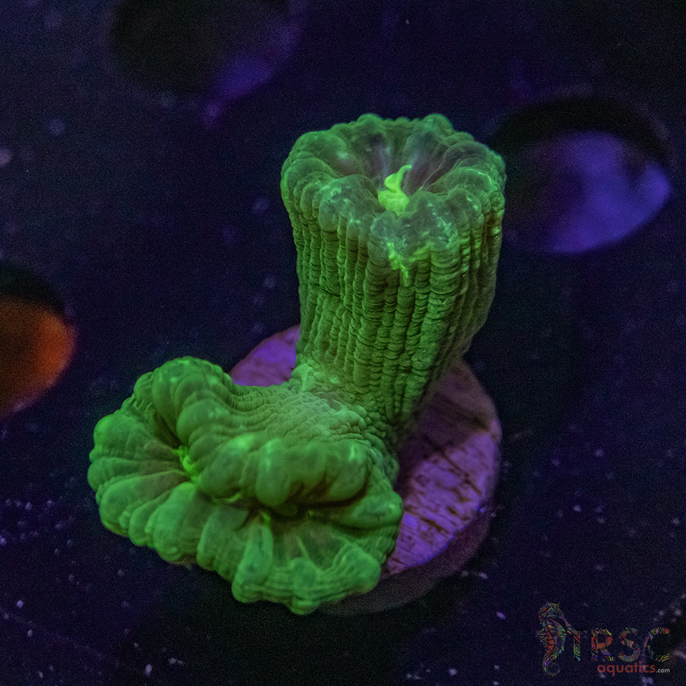 Kryptonite Trumpet Coral Z04 3 Kryptonite Trumpet Coral Z04