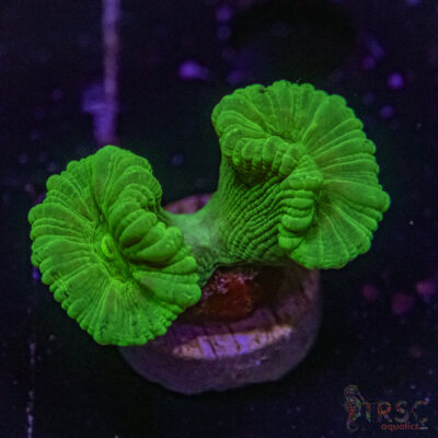 Kryptonite Trumpet Coral Z05