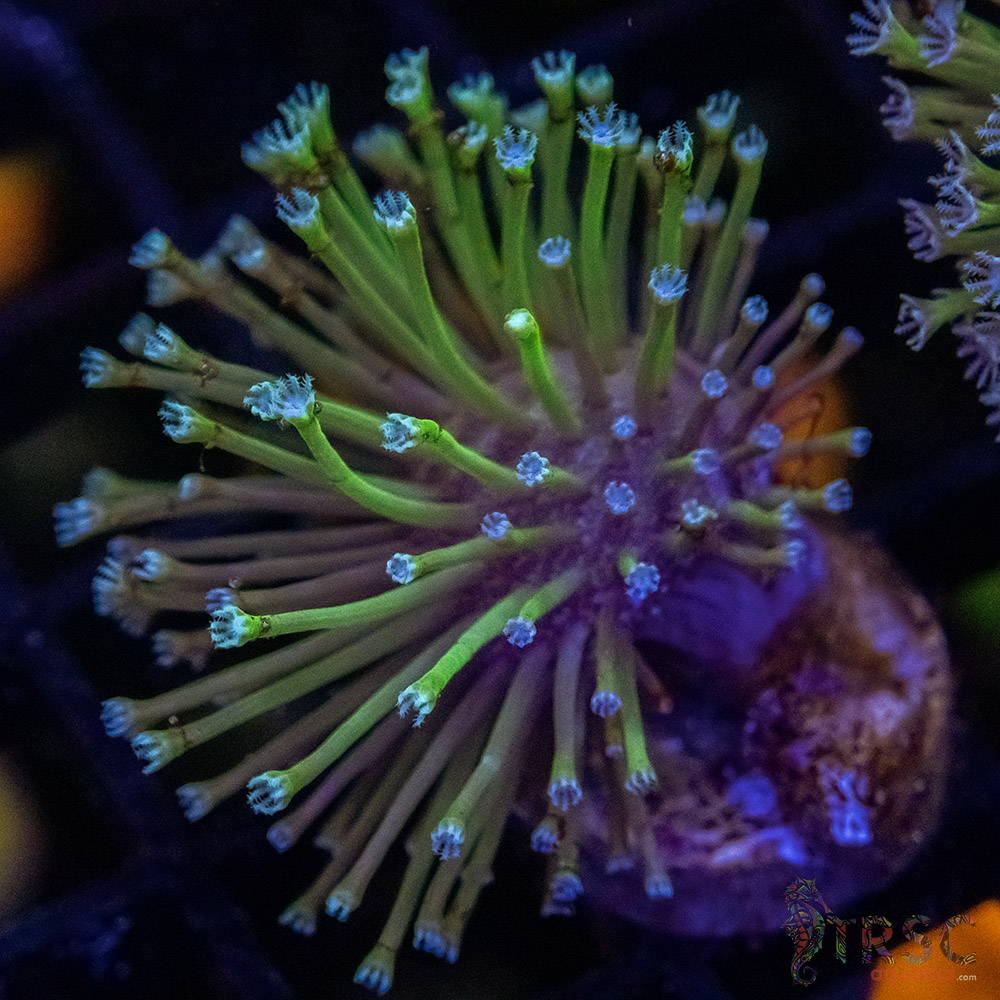 Weeping Willow Frag X01 2 Weeping Willow Frag X01