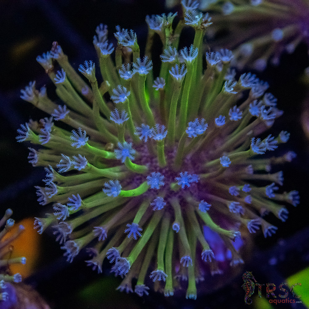 Weeping Willow Frag X02 3 Weeping Willow Frag X02