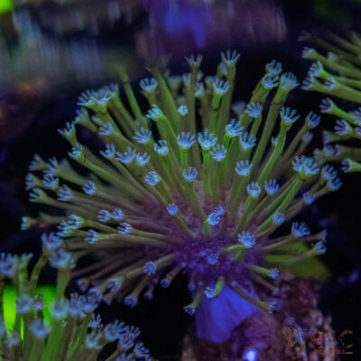 Weeping Willow Frag X03